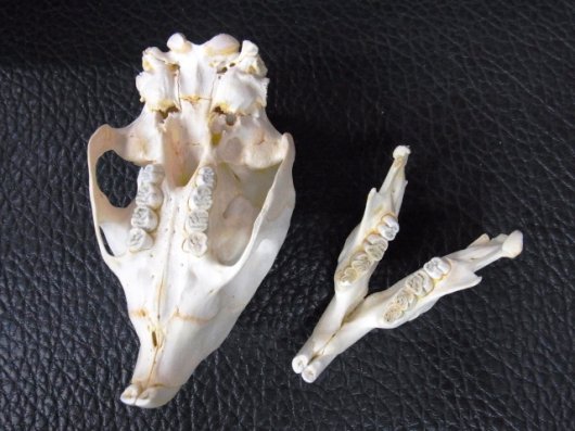 即納☆ケープタテガミヤマアラシの頭骨 - 頭骨・骨格標本・剥製販売