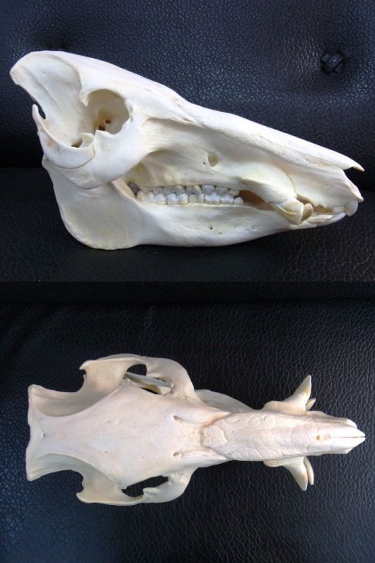 ☆即納☆ アフリカ便 ブッシュピッグ（カワイノシシ ）頭骨 - 頭骨 