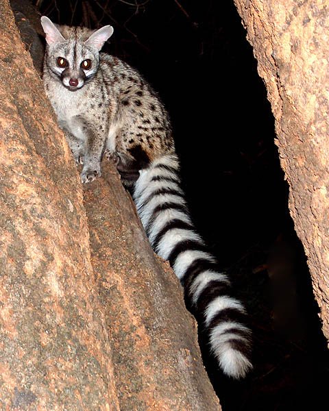 ☆即納☆ アフリカ便 ケープジェネット Cape genet 頭骨 - 頭骨・骨格