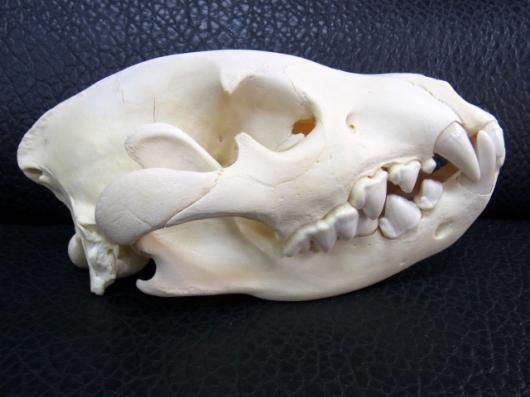 即納 貴重！☆カッショクハイエナの頭骨☆ - 頭骨・骨格標本