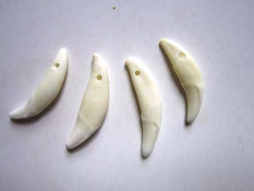 コヨーテの歯 300本セット（2.5～3cm前後） - 頭骨・骨格標本
