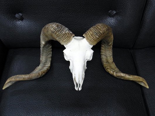 ☆即納☆ 71ｃｍ チベット山羊 頭骨 - 頭骨・骨格標本・剥製販売 