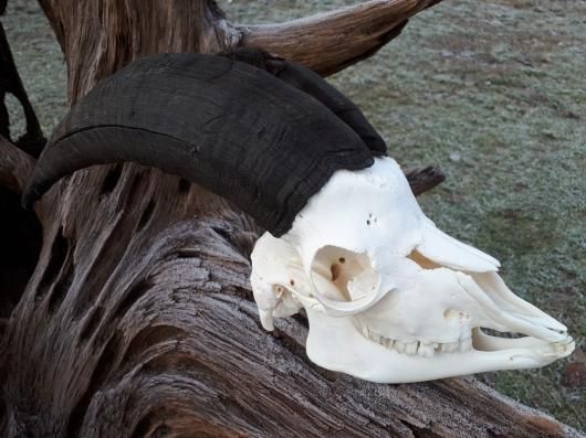 ヤギ 山羊 頭骨 頭蓋骨 骨格標本 ヤギ 山羊 頭骨 頭蓋骨 骨格標本 - メルカリ