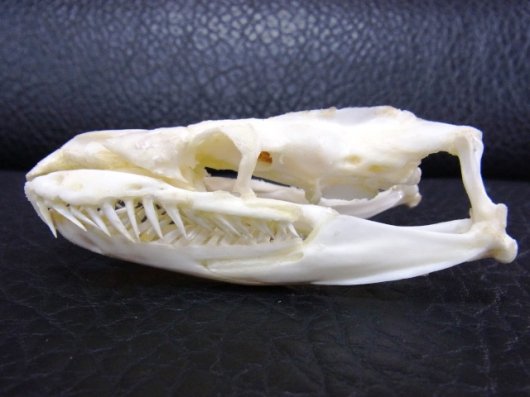 ☆即納☆アミメニシキヘビの頭骨☆ 9.5cm - 頭骨・骨格標本・剥製販売