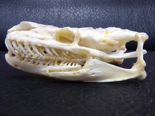 パイソン　蛇　アミメニシキヘビ　ヘビ　頭骨　頭蓋骨　骨格　大サイズ