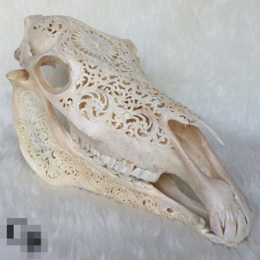 彫刻★馬頭骨 - 頭骨・骨格標本・剥製販売　【Core-Box】
