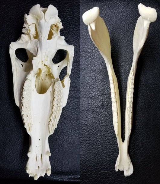 ☆即納☆サバンナシマウマ 頭骨（B級品） - 頭骨・骨格標本・剥製販売 