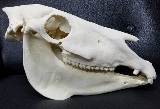 ☆即納☆サバンナシマウマ 頭骨（B級品） - 頭骨・骨格標本・剥製販売 