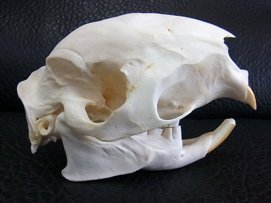 ☆即納☆ アフリカ便 ケープタテガミヤマアラシの頭骨 - 頭骨・骨格