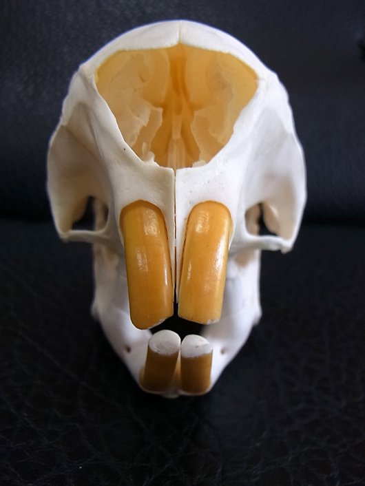 ☆即納☆ アフリカ便 ケープタテガミヤマアラシの頭骨 - 頭骨・骨格