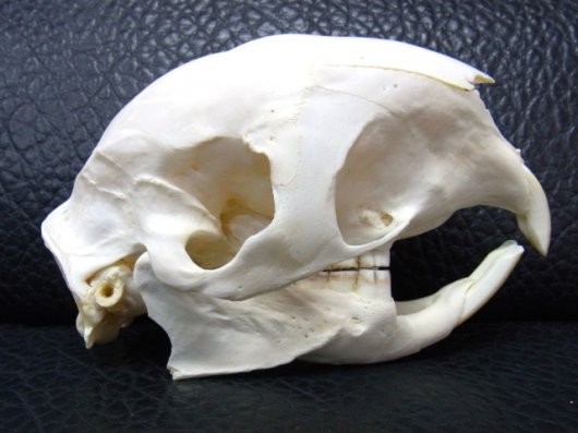 即納☆ケープタテガミヤマアラシの頭骨（B） - 頭骨・骨格標本・剥製