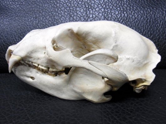 ツキノワグマ 頭骨 約24cm - インテリア小物