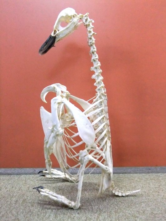 ☆即納☆ マゼランペンギンの骨格標本 - 頭骨・骨格標本・剥製販売
