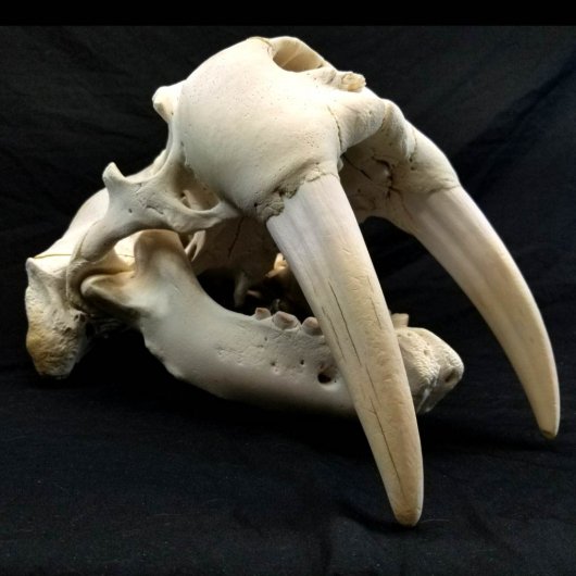セイウチ オス の頭骨 C 頭骨 骨格標本 剥製販売 Core Box