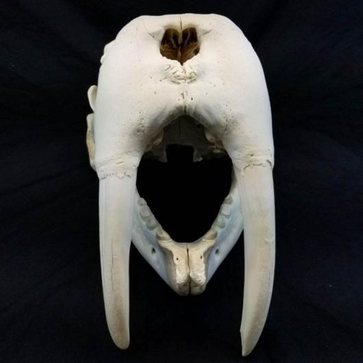 セイウチ（オス）の頭骨 D - 頭骨・骨格標本・剥製販売 【Core-Box】