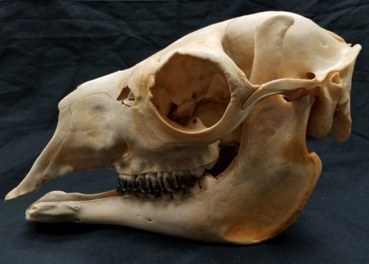 アルパカ　頭骨 - 頭骨・骨格標本・剥製販売　【Core-Box】