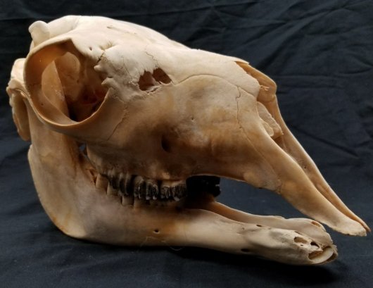 アルパカ　頭骨 - 頭骨・骨格標本・剥製販売　【Core-Box】