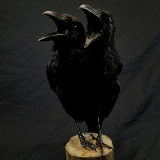 通販限定商品 奇形 カラス 烏 鴉 剥製 三つ首 はく製 Crow | www 