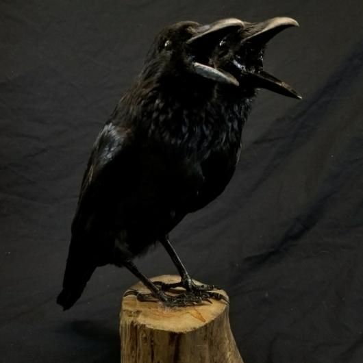 双頭カラス 剥製 - 頭骨・骨格標本・剥製販売 【Core-Box】