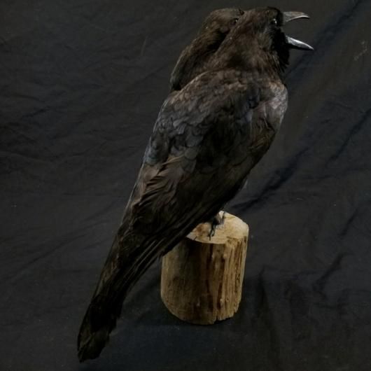 双頭カラス 剥製 - 頭骨・骨格標本・剥製販売 【Core-Box】