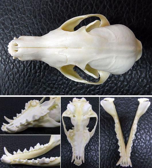 ヨーロッパ便！ホッキョクギツネの頭骨 【公式通販】