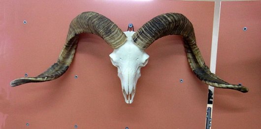 ☆即納☆ 78ｃｍ チベット山羊 頭骨（Ｃ） - 頭骨・骨格標本・剥製販売