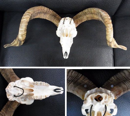 ☆即納☆ 78ｃｍ チベット山羊 頭骨（Ｃ） - 頭骨・骨格標本・剥製販売 