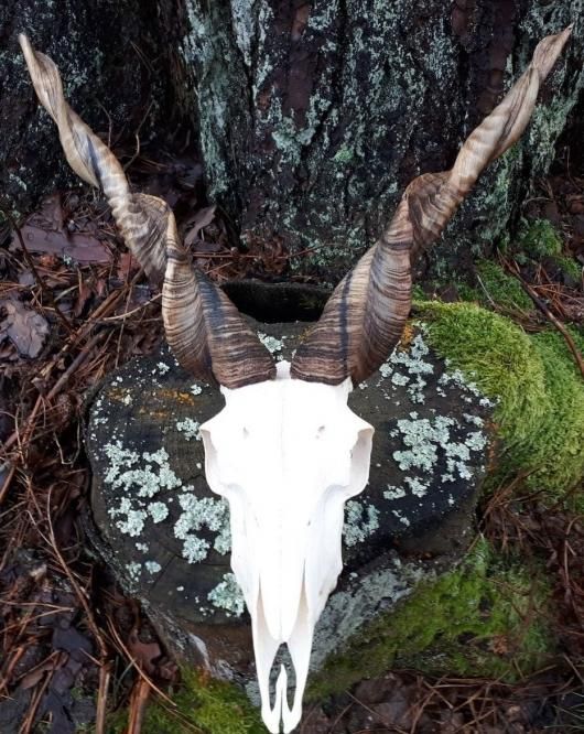 ヨーロッパ ヤギの頭骨 NO.15 - 頭骨・骨格標本・剥製販売 【Core-Box】