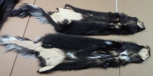 スカンクの毛皮 - 頭骨・骨格標本・剥製販売 【Core-Box】