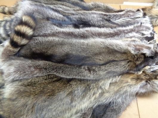 アライグマ（ラクーン）の毛皮 - 頭骨・骨格標本・剥製販売 【Core-Box】