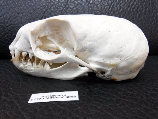 即納☆レア！ミナミアメリカオットセイの頭骨B - 頭骨・骨格標本・剥製 ...