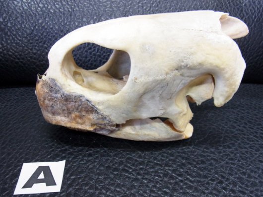 即納☆特大２１ｃｍ アオウミガメ 頭骨Ａ - 頭骨・骨格標本・剥製販売 