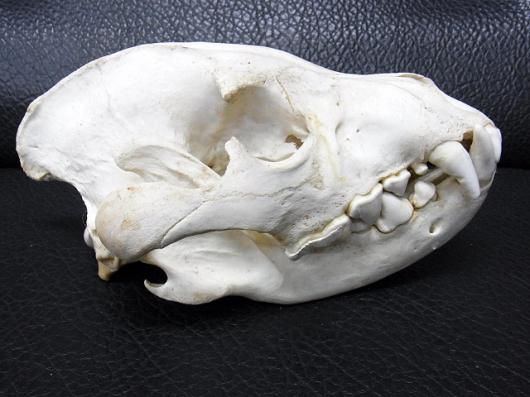 貴重！高品質 ブチハイエナの頭骨 B ☆ 即納 ☆ 貴重！☆カッショクハイエナの頭骨☆ - 頭骨・骨格