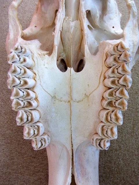 ☆ 即納 ☆ キリン South African Giraffe 頭骨 74cm 【B】 - 頭骨 