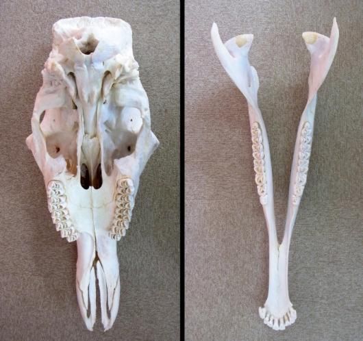 キリン South African Giraffe 頭骨 60cm ☆ 即納 ☆ キリン South African Giraffe 頭骨 74cm 【B