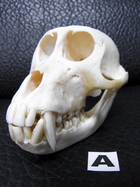 即納☆カニクイザル（オス） 頭骨 A - 頭骨・骨格標本・剥製販売 