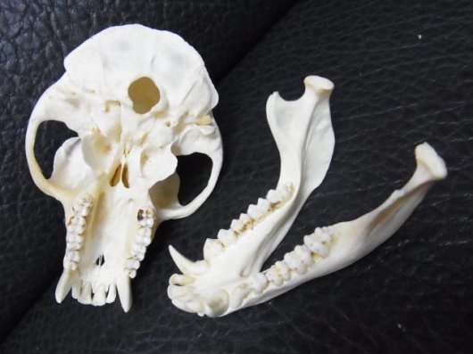ニホンジカ 大型オス ６０Kg 骨格標本 頭骨・舌骨・腰椎・仙椎・坐骨-