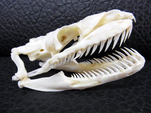 ☆即納☆美！アミメニシキヘビの頭骨 A ☆ 9.5cm - 頭骨・骨格標本