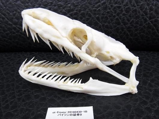 ☆即納☆美！アミメニシキヘビの頭骨 B ☆ 9.5cm - 頭骨・骨格
