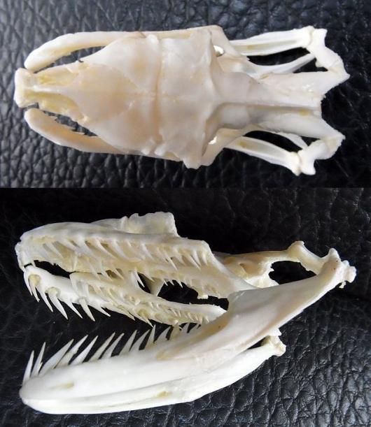 ☆即納☆美！アミメニシキヘビの頭骨 B ☆ 9.5cm - 頭骨・骨格標本