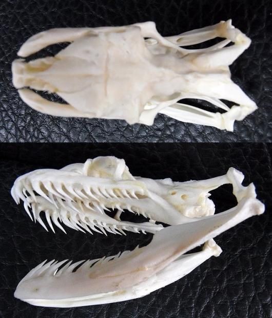 ☆即納☆美！アミメニシキヘビの頭骨 C ☆ 9cm - 頭骨・骨格