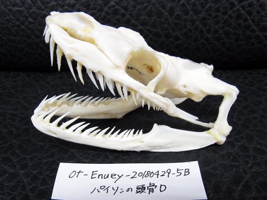 ☆即納☆美！アミメニシキヘビの頭骨 D ☆ 9.5cm - 頭骨・骨格標本