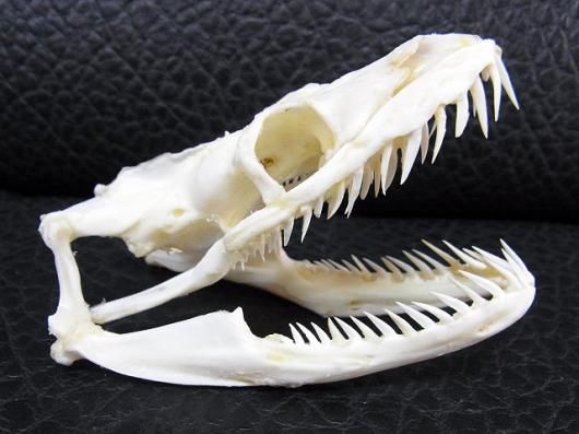 ☆即納☆美!アミメニシキヘビの頭骨 D ☆ 9.5cm - 頭骨・骨格標本