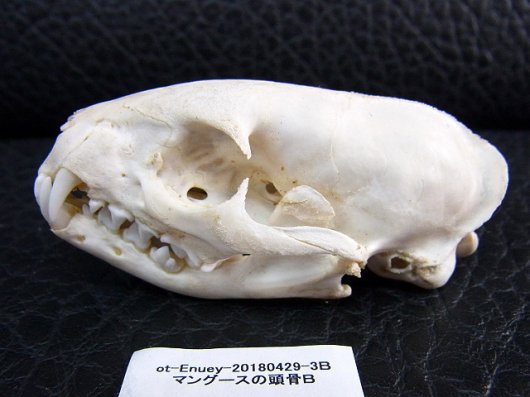 即納☆レア！ジャワマングースの頭骨 B - 頭骨・骨格標本・剥製販売 ...