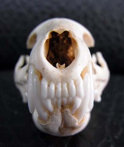 即納☆レア！ジャワマングースの頭骨 B - 頭骨・骨格標本・剥製販売