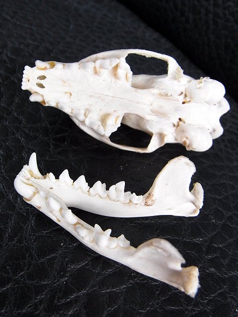 即納☆レア！ジャワマングースの頭骨 B - 頭骨・骨格標本・剥製販売 ...