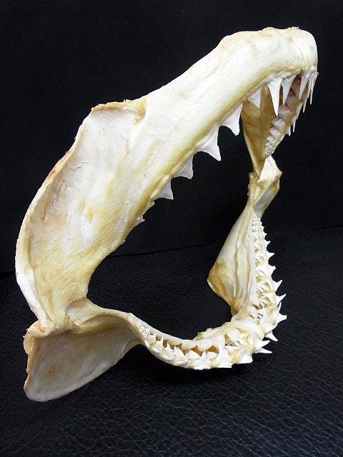 ◇「サメの歯」標本 - 魚類、水生生物