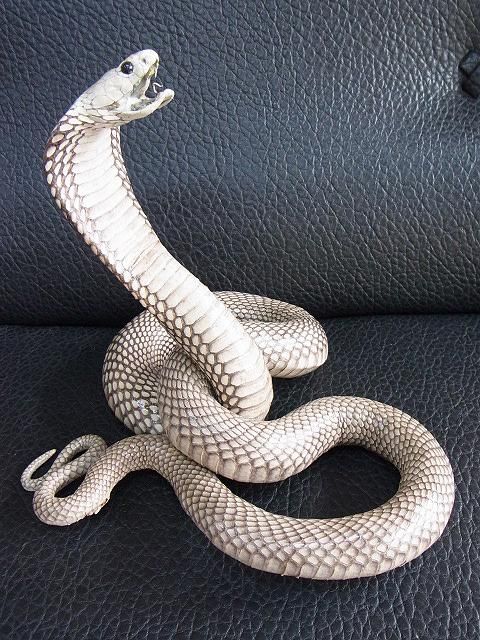 貴重！ ジャワコブラの剥製 貴重！ ジャワコブラの剥製