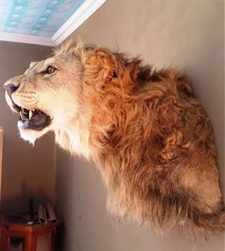 アフリカライオン（雄） 剥製（ショルダーマウント） - 頭骨・骨格標本・剥製販売　【Core-Box】