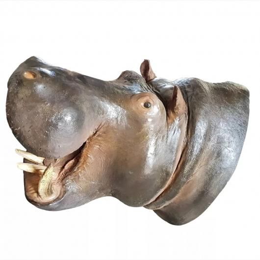 本物 豪華 ディアスカル 鹿頭骨 ディアホーン 鹿の角 壁掛け (60cm×33cm) カウスカル バッファロースカル 剥製 インテリア FUNNY  ファニー ログハウス ガレージ